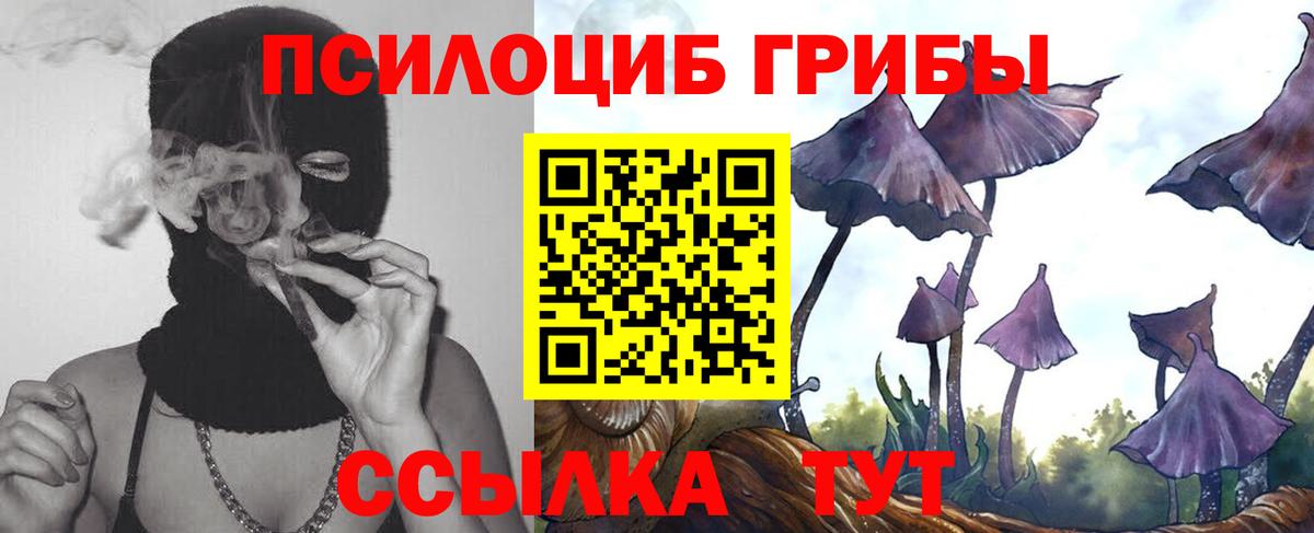 Псилоцибиновые грибы Cubensis Полысаево